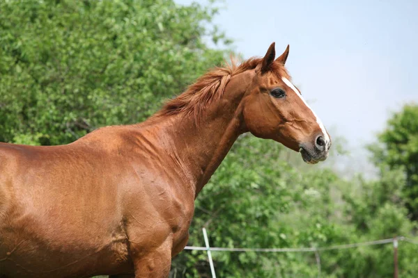 Portrait Beautiful Chestnut Budyonny Horse Spring — Stock Photo, Image