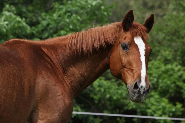 Portrait of beautiful chestnut Budyonny horse in spring — Stock Image Portrait Beautiful Chestnut Budyonny Horse Spring Stock Image