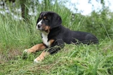Adorable puppy of Greater Swiss Mountain Dog lying in the garden
