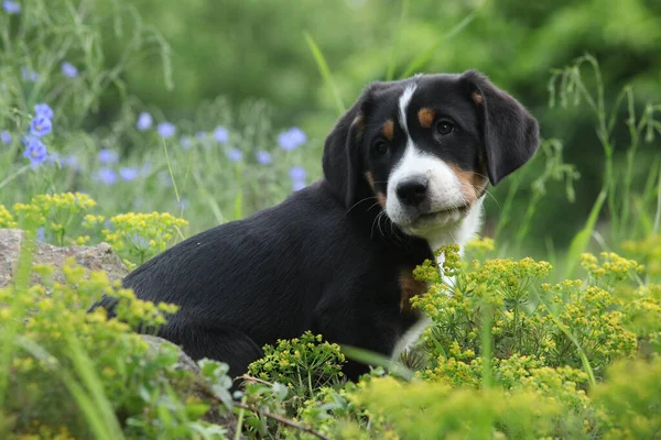 Incredibile Cucciolo Greater Swiss Mountain Dog Giardino — Foto Stock
