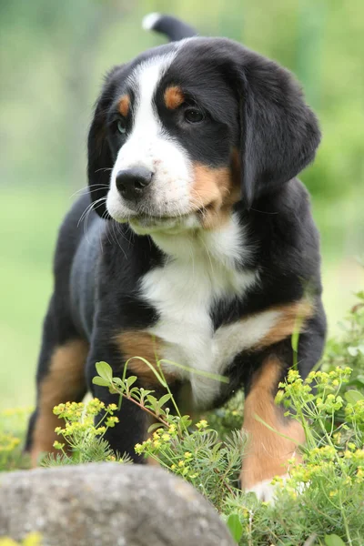 Geweldige Pup Van Grote Zwitserse Mountain Dog Tuin — Stockfoto