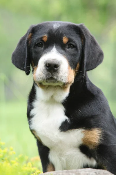 Portrait Greater Swiss Mountain Dog Puppy Spring — Stock Photo, Image
