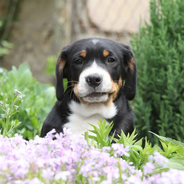 Retrato Gran Perro Montaña Suizo Cachorro Primavera —  Fotos de Stock
