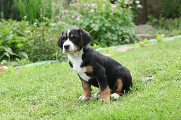 Amazing puppy of Greater Swiss Mountain Dog in the garden
