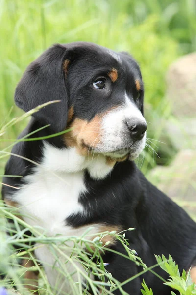 Αξιολάτρευτο Κουτάβι Στον Κήπο Greater Swiss Mountain Dog — Φωτογραφία Αρχείου