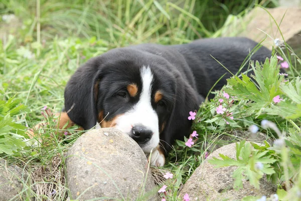 Adorable Puppy Greater Swiss Mountain Dog Lying Garden — Stock Photo, Image