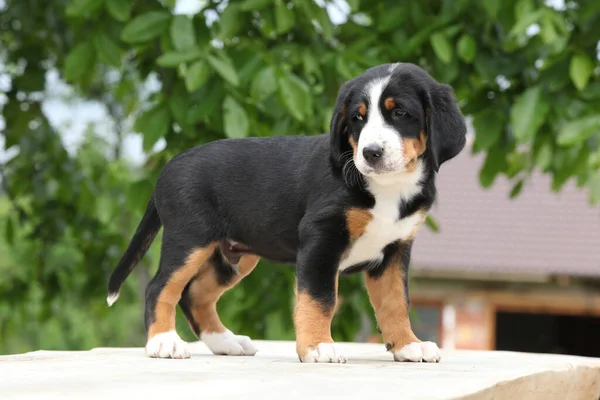 Toller Welpe Auf Dem Tisch Großer Schweizer Sennenhund — Stockfoto