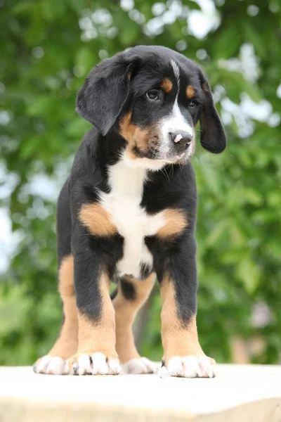 Fantastisk Valp Står Bordet Större Schweiziska Mountain Dog — Stockfoto