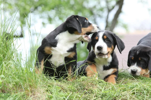 庭で遊ぶより大きなスイスの山犬の子犬 — ストック写真