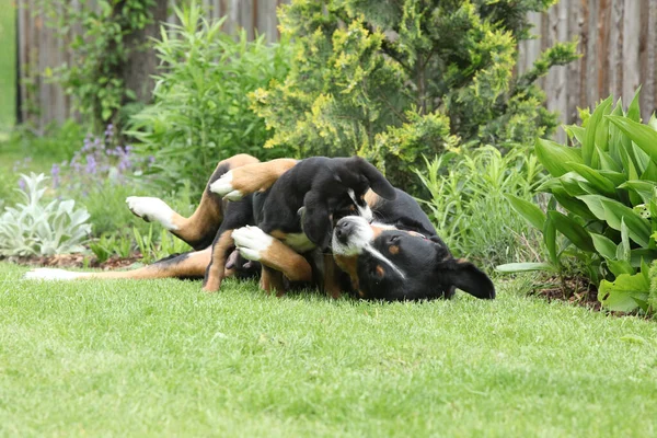 Bitch Greater Swiss Mountain Dog Its Puppies Garden — стоковое фото