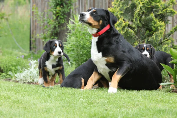 Bitch Greater Swiss Mountain Dog Its Puppies Garden — стоковое фото