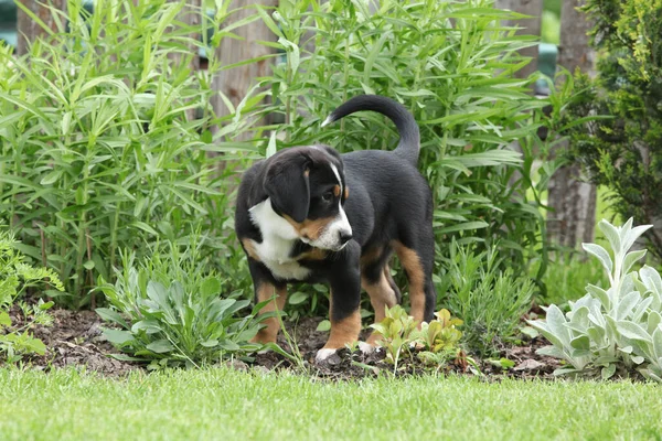 Puppy Van Grote Zwitserse Hond Tuin — Stockfoto