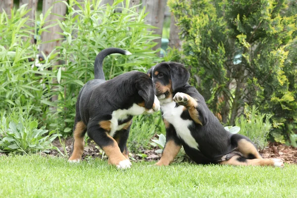 Щенки Большой Швейцарской Горной Собаки Играют Саду — стоковое фото