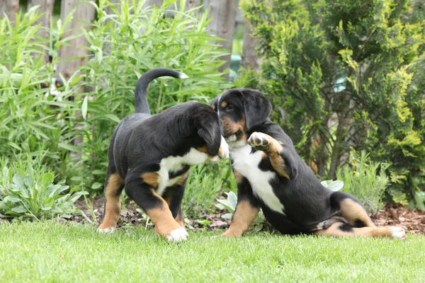 Puppies Greater Swiss Mountain Dog Playing Garden — Stock Photo, Image