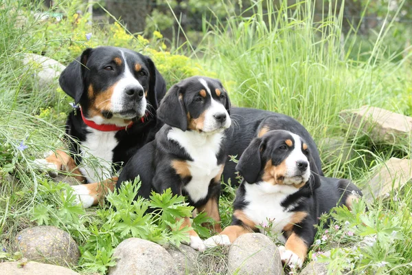 Bitch Greater Swiss Mountain Dog Its Puppies Garden — Stock fotografie