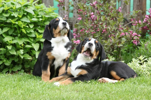 Cachorros Del Gran Perro Montaña Suizo Juntos Jardín — Foto de Stock