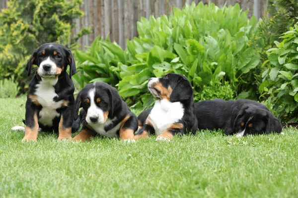 Bahçede Poz Veren Sviçre Dağ Köpeği Yavruları — Stok fotoğraf