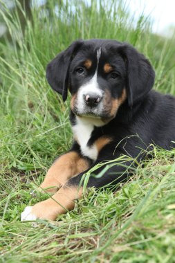 Büyük İsviçre Dağ Köpeği 'nin sevimli yavrusu bahçede yatıyor.