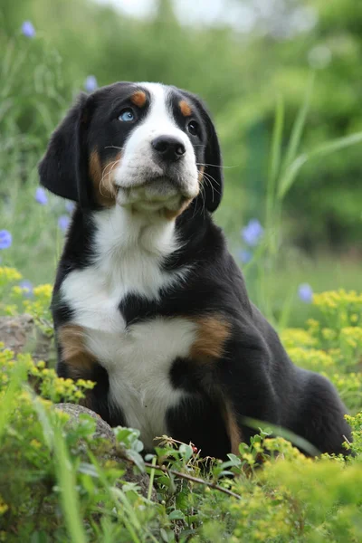 Fantastisk Valp Större Schweiziska Mountain Dog Trädgården — Stockfoto