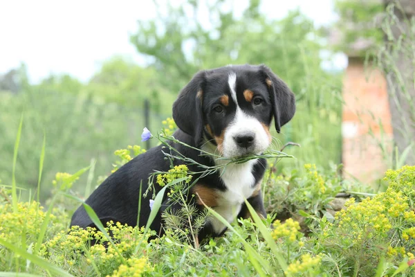 Amazing puppy of Greater Swiss Mountain Dog holding flower and looking at you