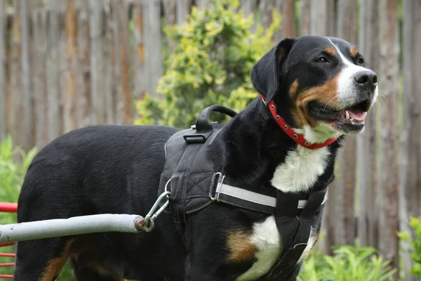 Bitch of Greater Swiss Mountain Dog with a buggy