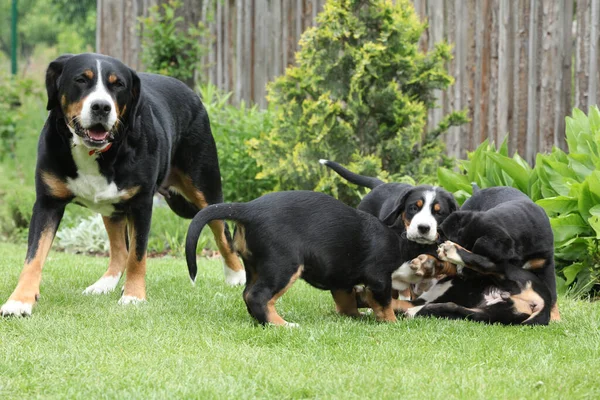 Bitch of Greater Swiss Mountain Dog with its puppies in the garden