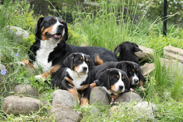 Bitch of Greater Swiss Mountain Dog with its puppies in the garden