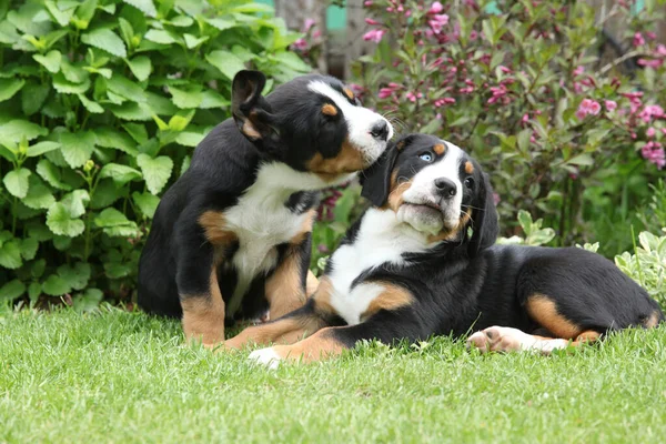 Büyük Sviçre Dağ Köpeği Yavruları Bahçede Oynuyorlar — Stok fotoğraf