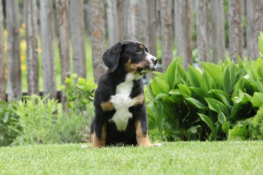 Amazing puppy of Greater Swiss Mountain Dog in the garden