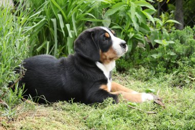 Büyük İsviçre Dağ Köpeğinin güzel yavrusu bahçede