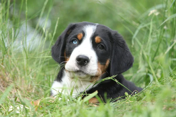 Bonito Filhote Cachorro Grande Montanha Suíça Olhando Para Você — Fotografia de Stock