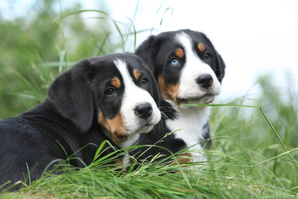 Cachorros Del Gran Perro Montaña Suizo Jardín — Foto de Stock