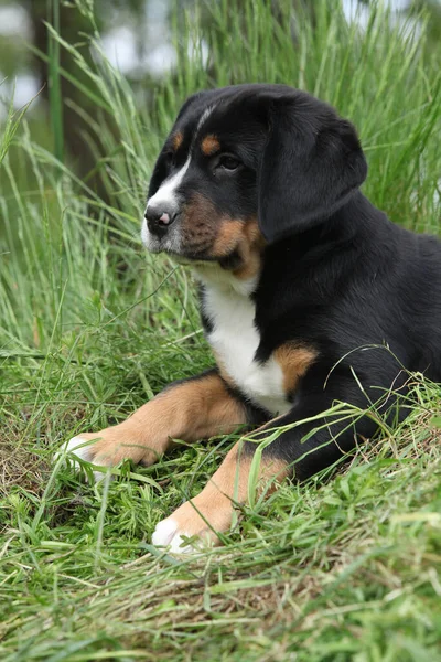 Adorable puppy of Greater Swiss Mountain Dog lying in the garden