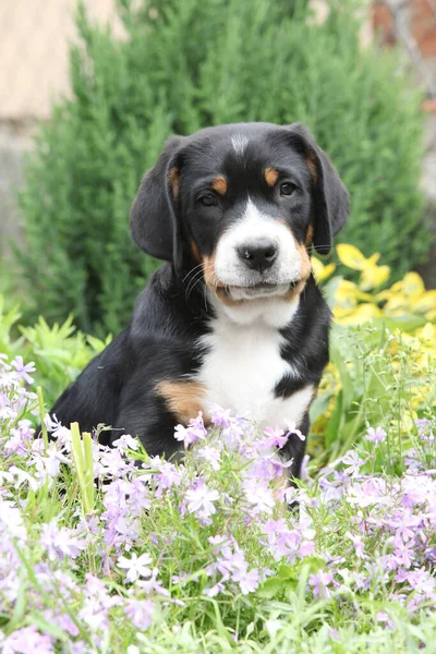 Ładny Szczeniak Siedzi Kwiatach Wielki Szwajcarski Pies Górski — Zdjęcie stockowe