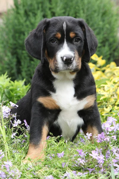 Amazing puppy of Greater Swiss Mountain Dog in the garden