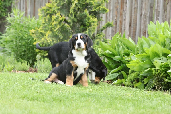 Cuccioli Del Grande Cane Montagna Svizzero Che Giocano Giardino — Foto Stock