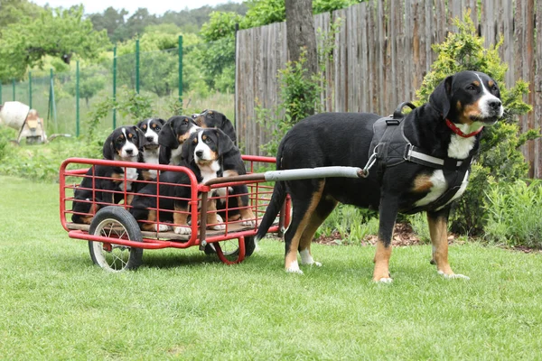 Bitch of Greater Swiss Mountain Dog with its puppies in the dogcart