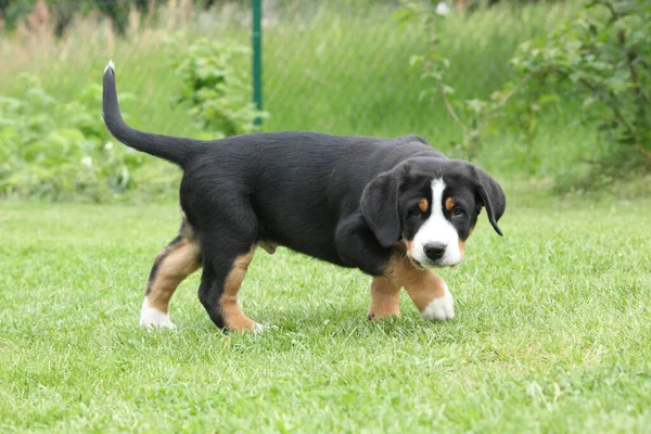 Welpe Des Schweizer Sennenhundes Garten — Stockfoto