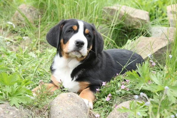 Liebenswerter Welpe Des Schweizer Sennenhundes Liegt Garten — Stockfoto