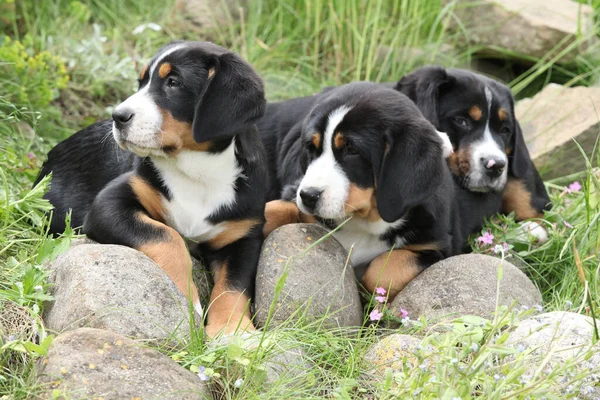 庭で遊ぶより大きなスイスの山犬の子犬 — ストック写真