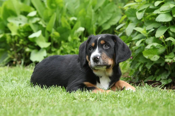 Adorable Puppy Greater Swiss Mountain Dog Lying Garden — Stockfoto