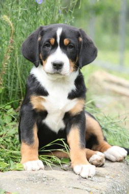 Büyük İsviçre Dağ Köpeği 'nin muhteşem yavrusu bahçede.
