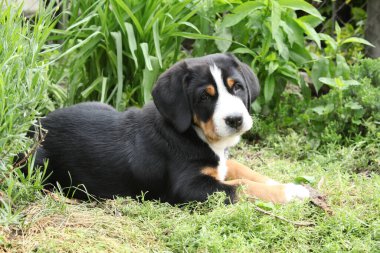 Büyük İsviçre Dağ Köpeğinin güzel yavrusu bahçede
