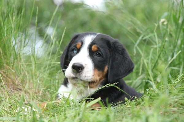 Portrait of Greater Swiss Mountain Dog, puppy in spring