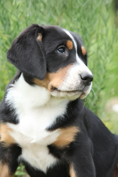 Portrait Greater Swiss Mountain Dog Puppy Spring — Foto Stock