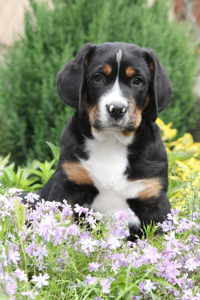 Leuke Pup Zittend Bloemen Grote Zwitserse Mountain Dog — Stockfoto