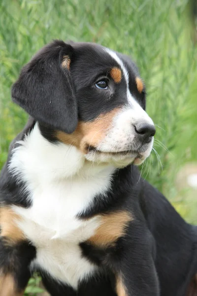 Portrait Greater Swiss Mountain Dog Puppy Spring Royalty Free Stock Images