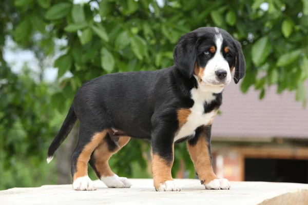 Amazing puppy standing on the table, Greater Swiss Mountain Dog — Stock Image Amazing Puppy Standing Table Greater Swiss Mountain Dog Royalty Free Stock Images