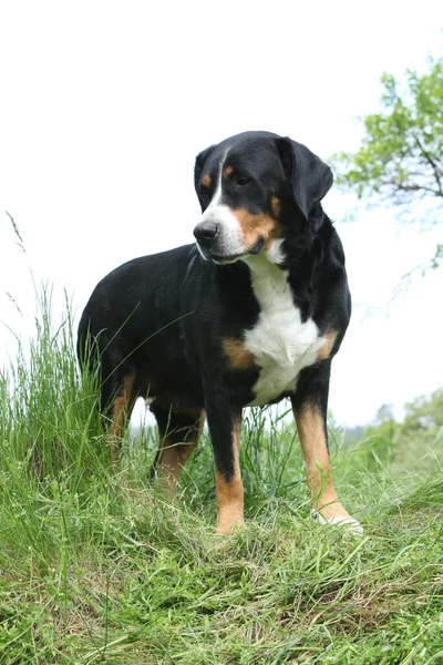 Schweizer Sennenhund Steht Garten — Stockfoto