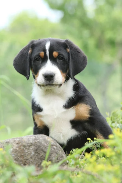 Cãozinho Incrível Grande Montanha Suíça Cão Jardim — Fotografia de Stock